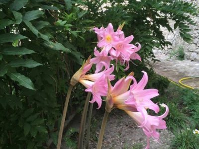 giardino