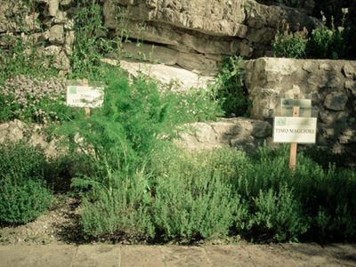 giardino